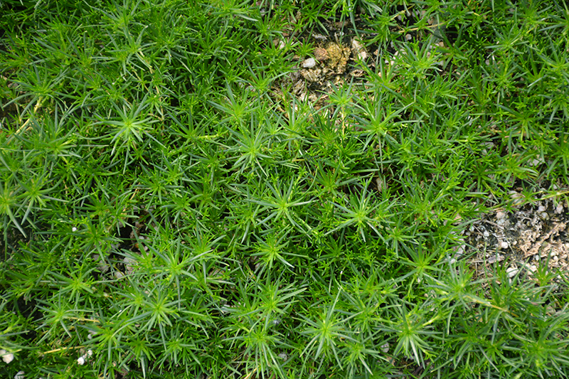 Irish Moss (Sagina subulata) at Landon's Greenhouse
