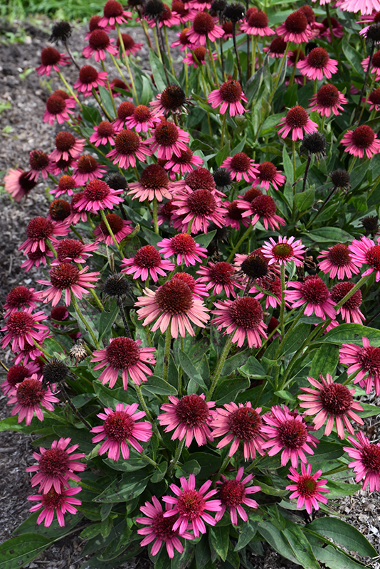 Delicious Candy Coneflower (Echinacea 'Delicious Candy') at Landon's Greenhouse