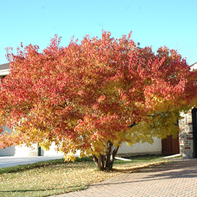 Plant Photo 3