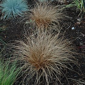 Plant Photo 9