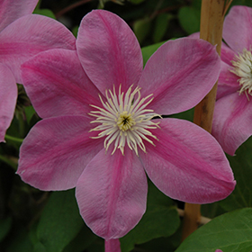 Plant Photo 1