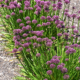 Plant Photo 9