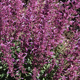 Plant Photo 1